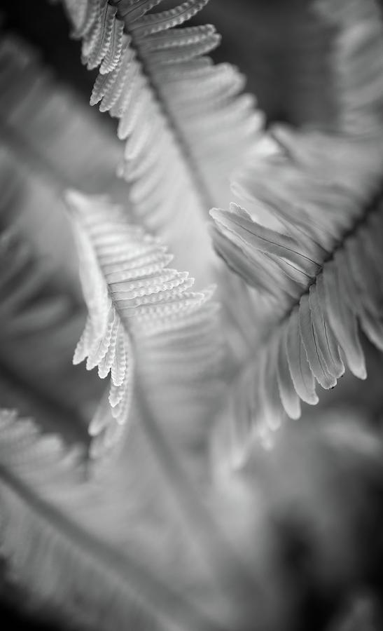 Black And White Photograph - Spring Fern Macro in Black and White by Lynn Bauer