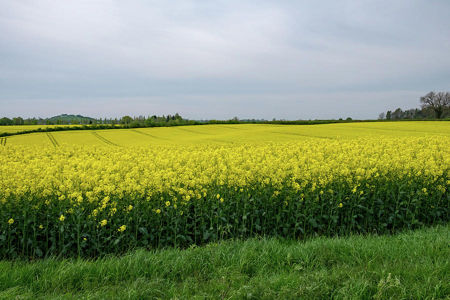 Spring Field Photograph by Mark Hunter