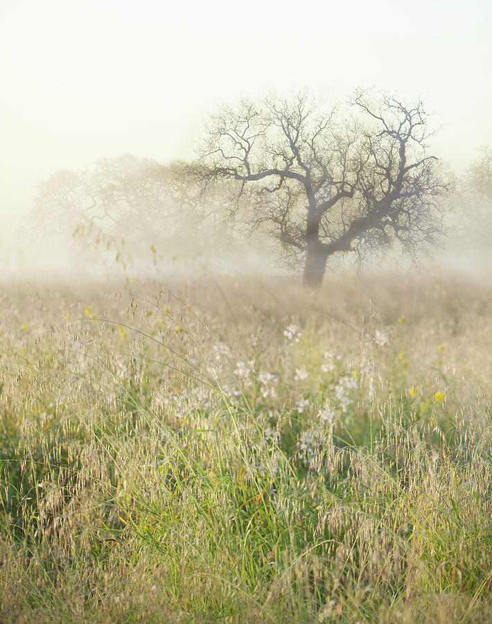 Nature Photograph - Spring Field With Fog, Sonoma County by Diane Miller
