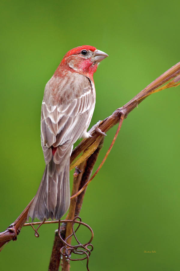 Finch Photograph - Spring Finch by Christina Rollo