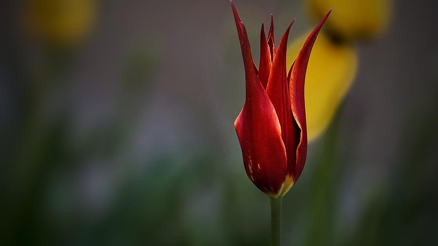 Spring Flame Photograph by Varga Zsolt
