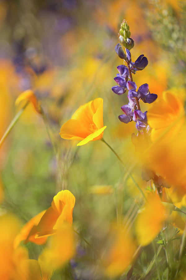 Wildflower Whispers Photograph by Sue Cullumber