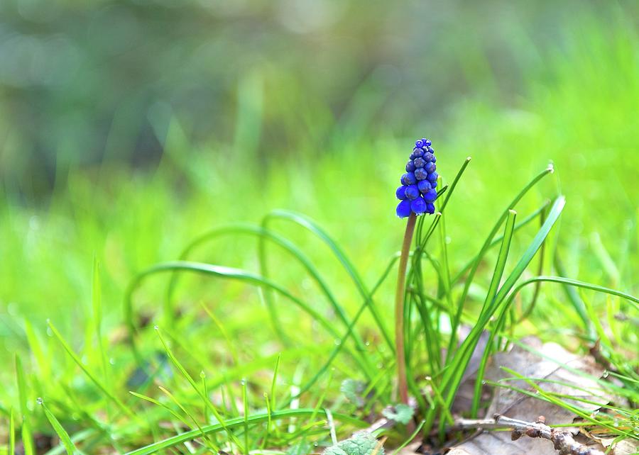 Spring Flower Grape Hyacinth Photograph by Denise Balyoz Photography