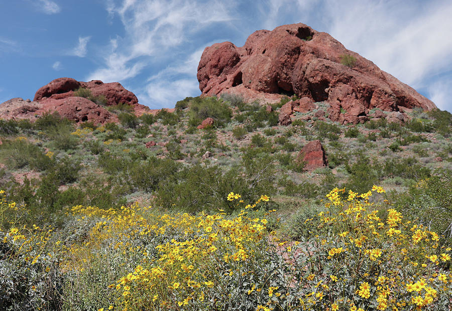 Spring Flowers at Papago Park Photograph by David T Wilkinson