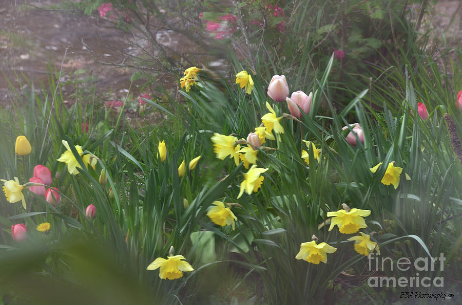 Spring Flowers Photograph by Elaine Berger
