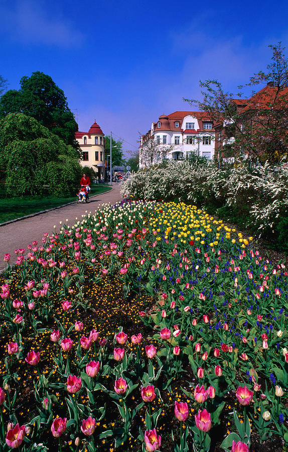 Spring Flowers In Angelholm City Park Photograph by Anders Blomqvist