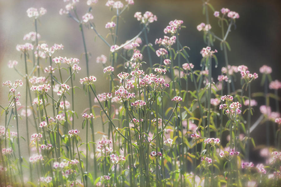 Spring Flowers In Dawns Light  Photograph by Saija Lehtonen