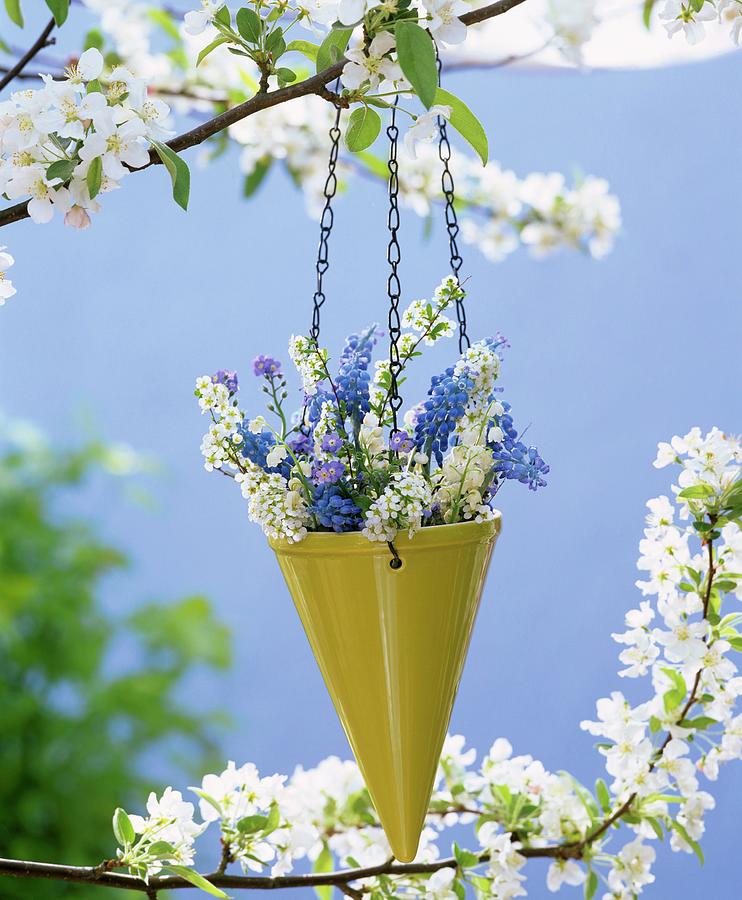 Spring Flowers In Hanging Vase On Flowering Cherry Tree Photograph by Friedrich Strauss