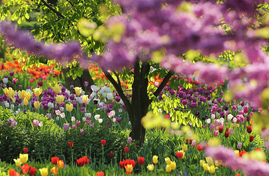 Spring Flowers In The Garden, Hermannshof, Weinheim, Baden-wrttemberg, Germany, Europe Photograph by Foto Herzig