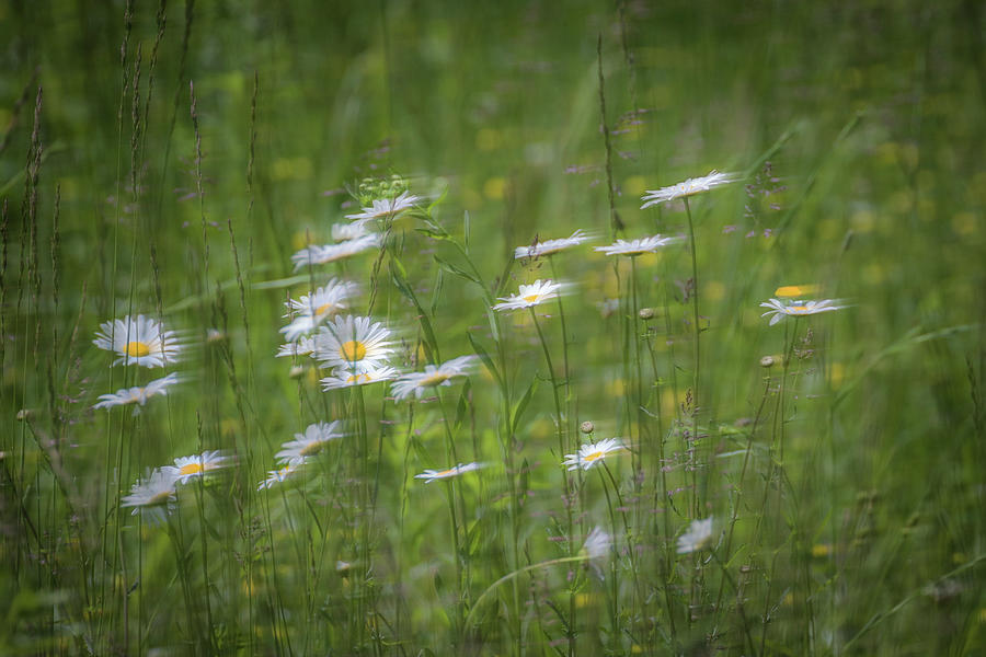 Spring Flowers in the Wind Photograph by Allin Sorenson