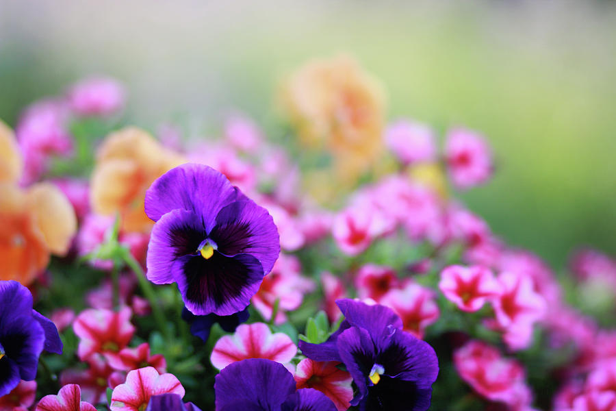 Spring Flowers Photograph by Jean Loper Photography