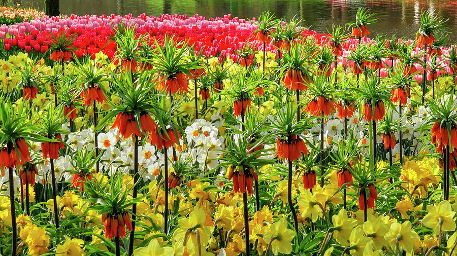 Spring Flowers, Lisse, Netherlands Digital Art by Hans-peter Merten
