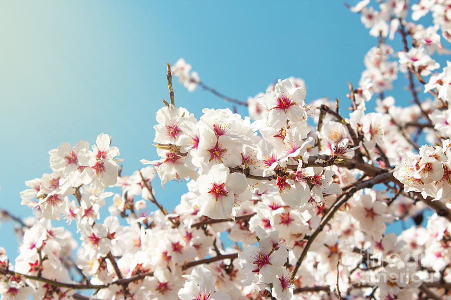 Cherry Photograph - Spring Flowers Spring Flowers by Aleksandar Grozdanovski