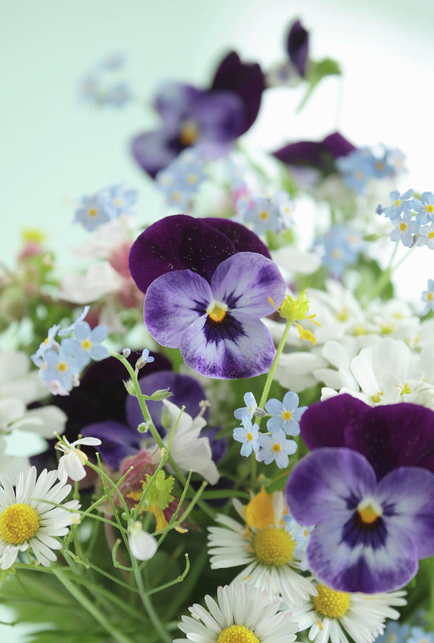 Spring Flowers: Violas, Daisies, Forget-me-nots And Ladys Smock Photograph by Sonja Zelano