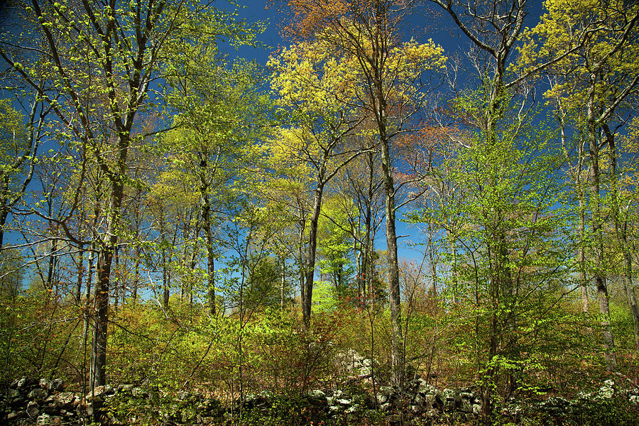 Spring Forest Photograph