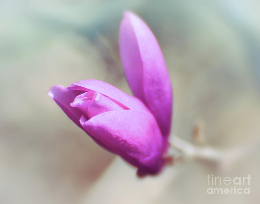 Spring Forth - Magnolia Blossom Photograph