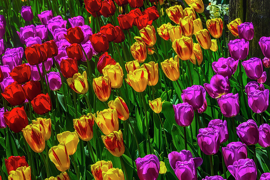 Spring Garden Tulips Photograph by Garry Gay