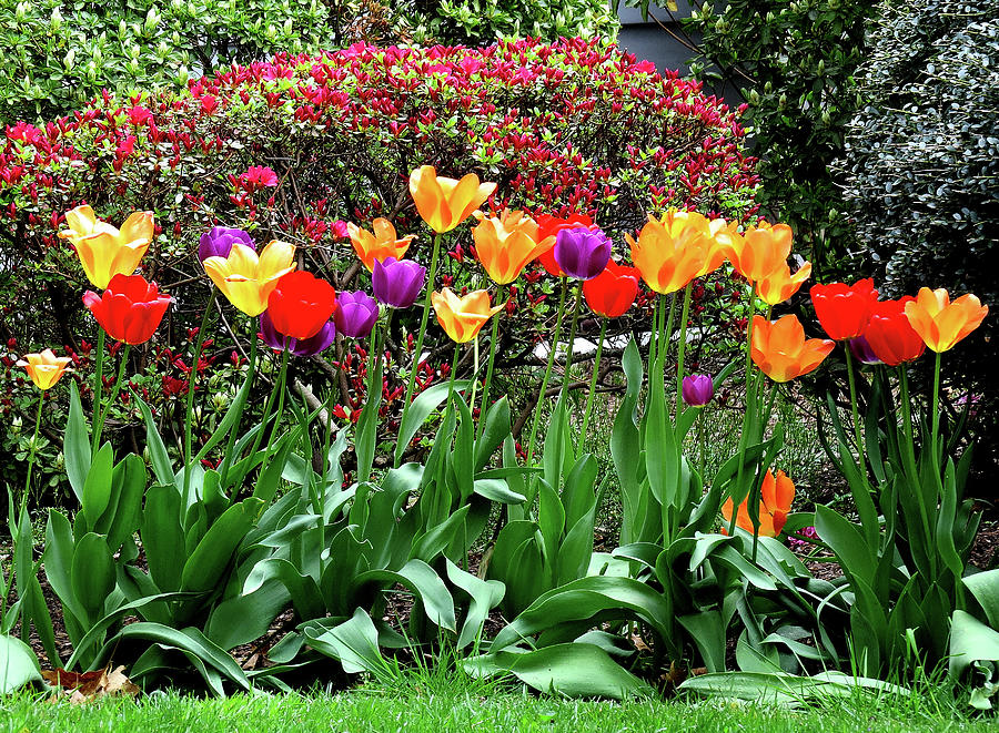 Spring Garden with Tulips Photograph by Linda Stern