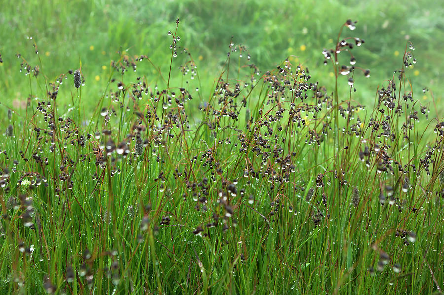 Spring Photograph - Spring grass by Anna Kluba