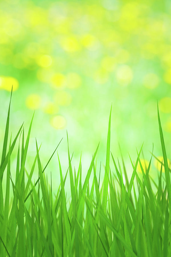 Spring Grass Photograph by Borchee