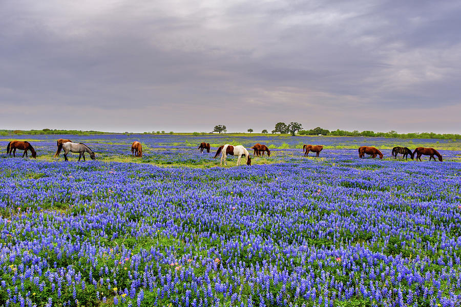 Spring Grazing Photograph by Johnny Boyd