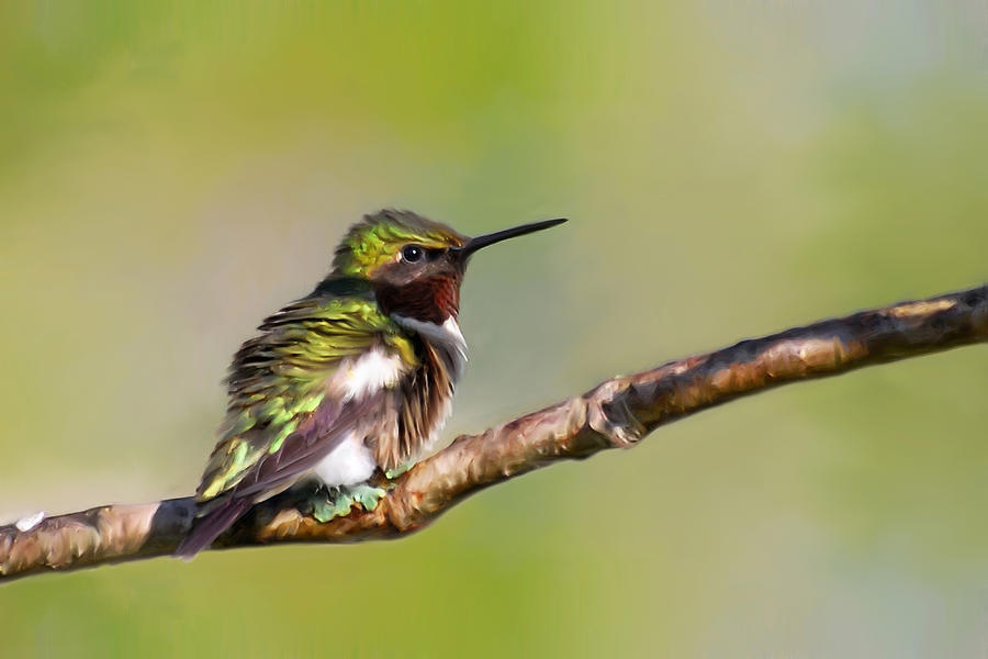 Spring Green Hummingbird Mixed Media by Christina Rollo