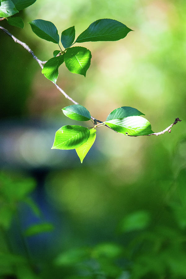 Spring Green Photograph