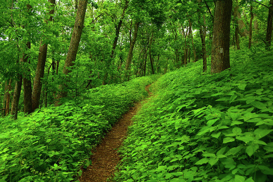 Spring Green on Shenandoahs Section of the Appalachian Trail Photograph by Raymond Salani III
