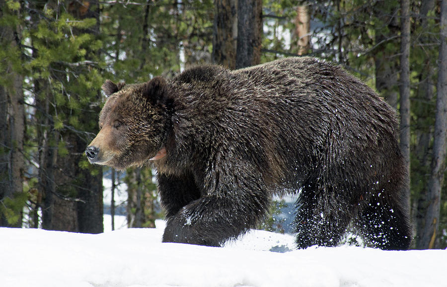 Spring Grizzly Bear in Yellowstone National Park 03 Photograph by Bruce Gourley