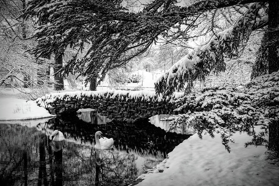 Spring Grove in the Snow Photograph by Ed Taylor