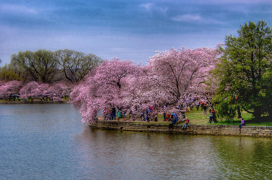 Jefferson Memorial Photograph - Spring Has Arrived by Kathi Isserman