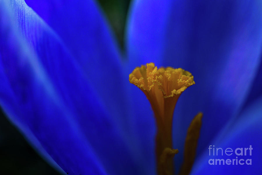 Flower Photograph - Spring Has Begun by Linda Howes