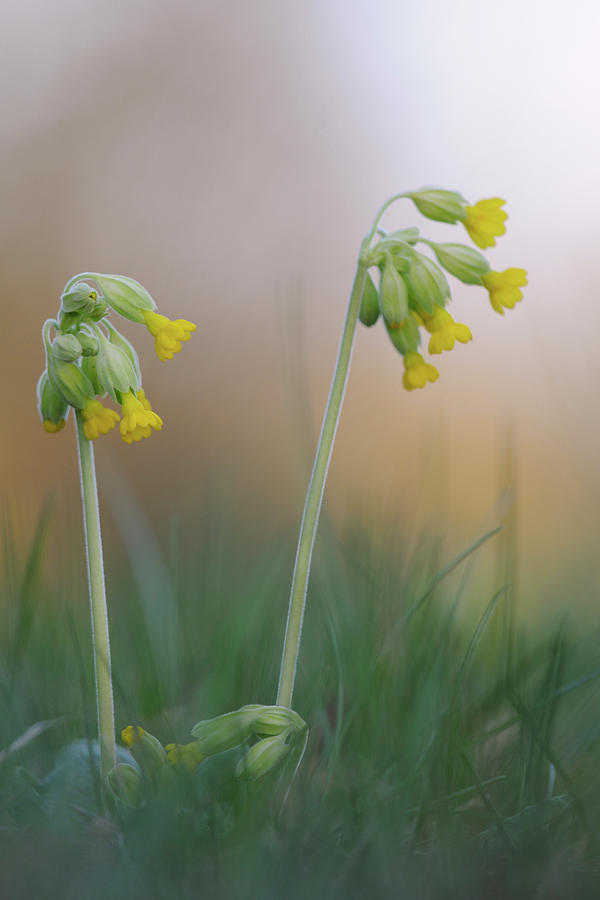 Spring Has Come Common Cowslip Photograph By Ralf Kistowski