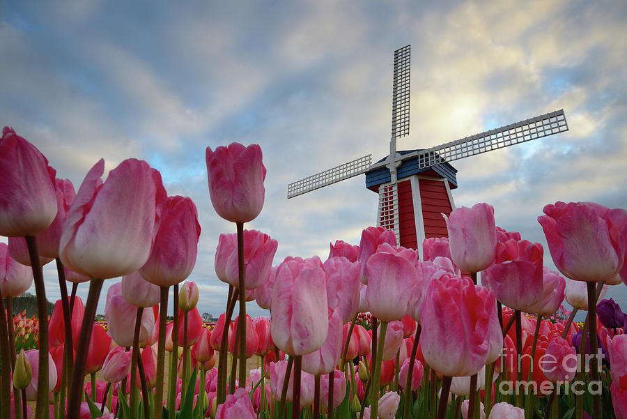 Pink Tulips and Windmill at an Oregon Farm Photograph by Tom Schwabel