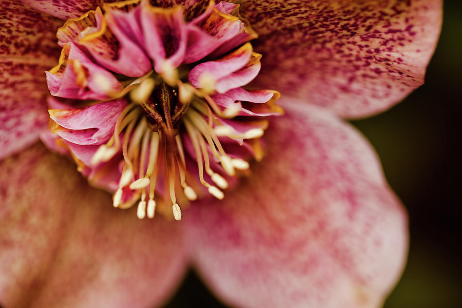 Spring Hellebore Photograph by Laura Santos Photography