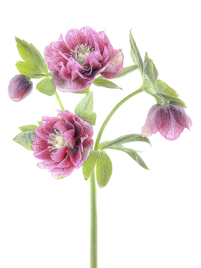 Spring Hellebores Photograph by Jacky Parker
