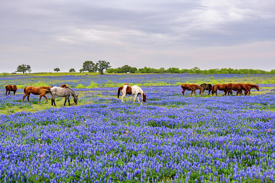 Spring Herd Photograph by Johnny Boyd