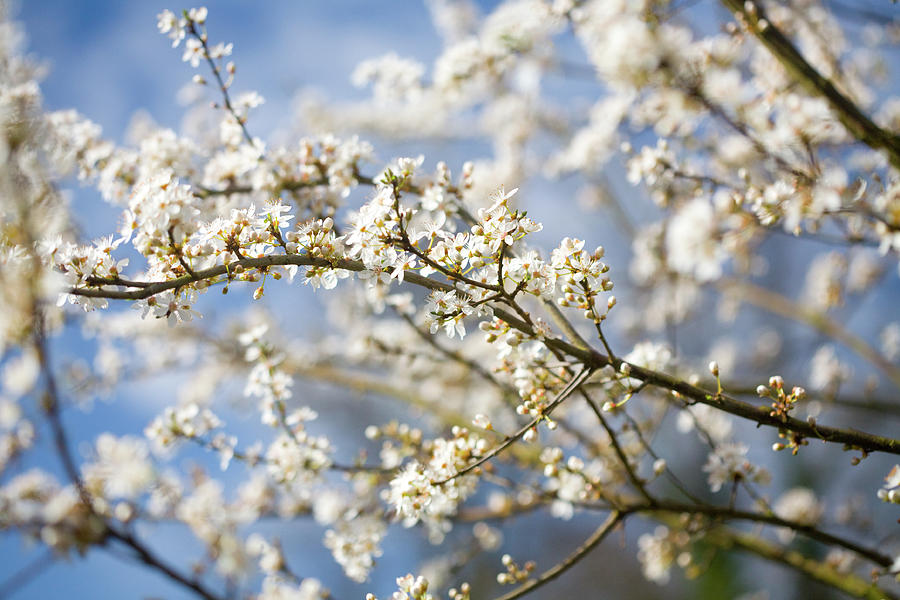 Spring Howthorn Blossom Photograph by Rob ellis