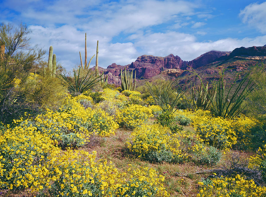 Spring In Arizona Photograph by Ron thomas