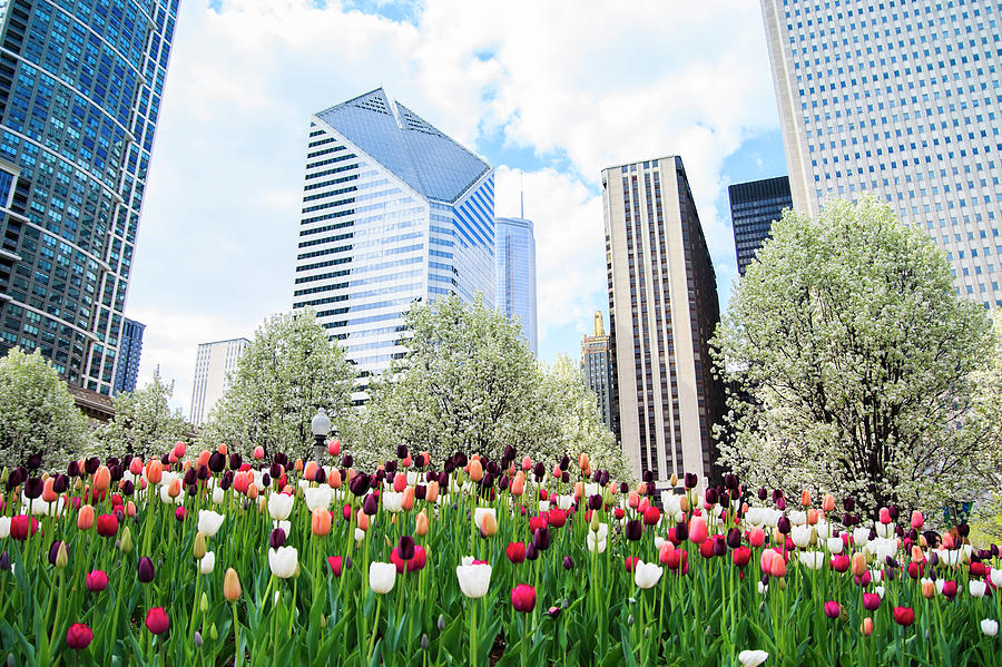 Spring In Chicago Photograph by Espiegle