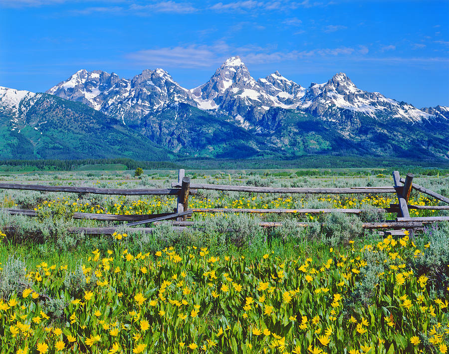 Spring In Grand Teton National Park Photograph by Ron thomas