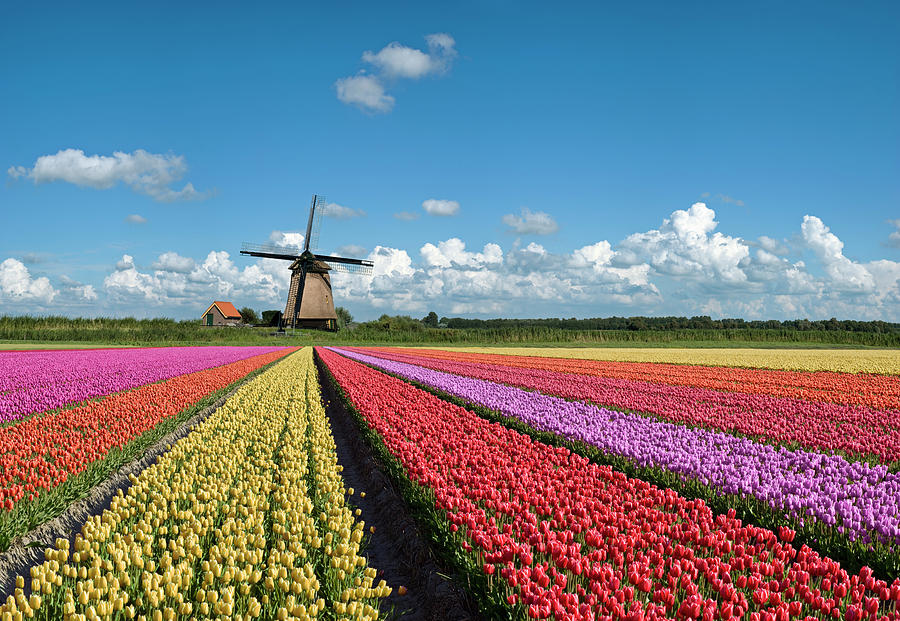 Spring In Holland Photograph by Jacobh