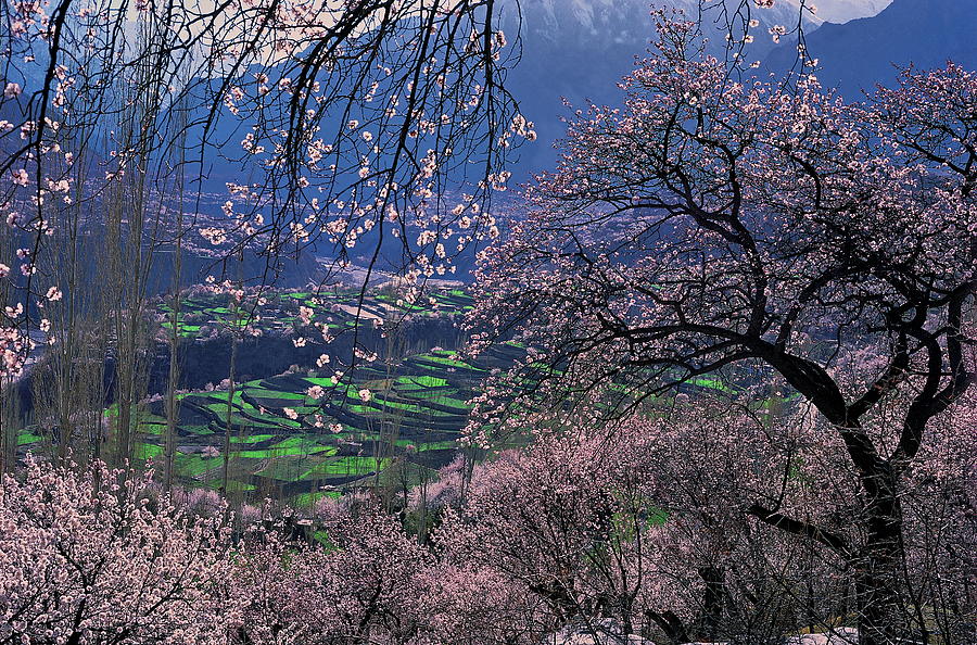 Spring In Hunza Photograph by Nadeem Khawar