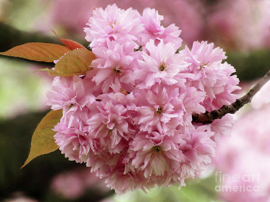 Spring In Pink Photograph by Kim Tran