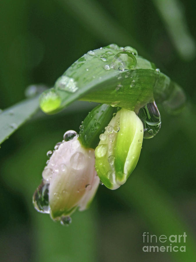 Spring In Rain Photograph by Kim Tran