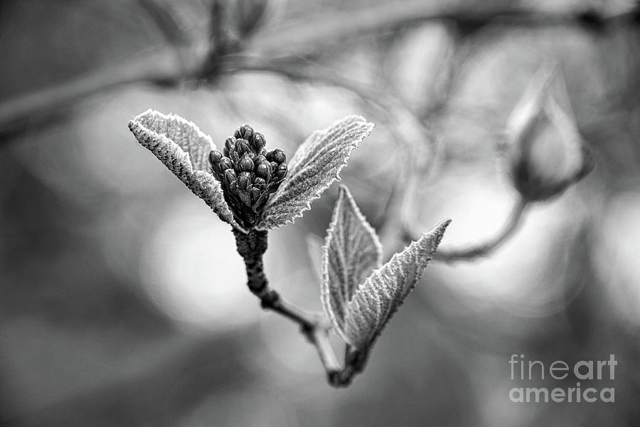 Spring In The Branches Black And White Photograph by Sharon McConnell