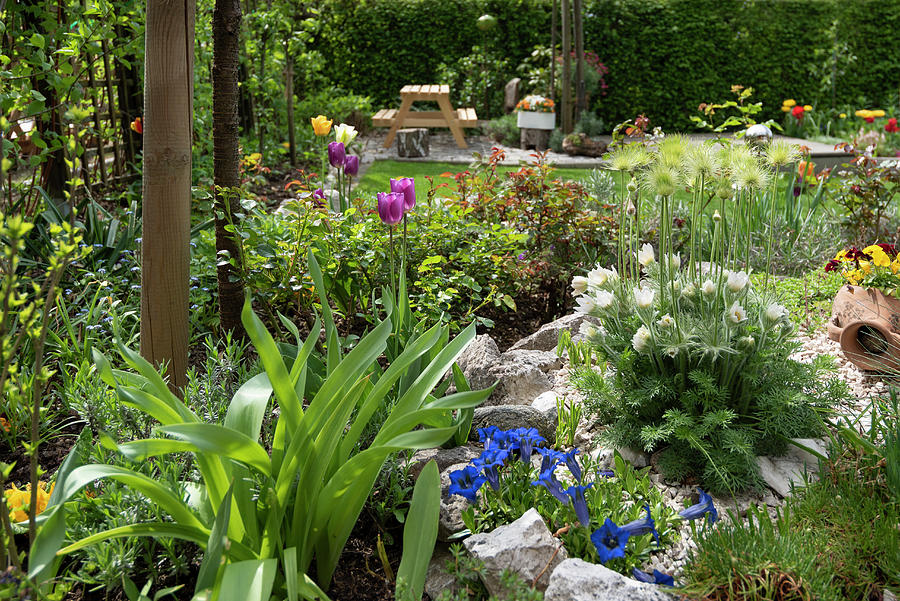 Spring In The British Garden With Pasque Flower, Spring Gentian, Tulips, And Roses Photograph by Ira Hilger