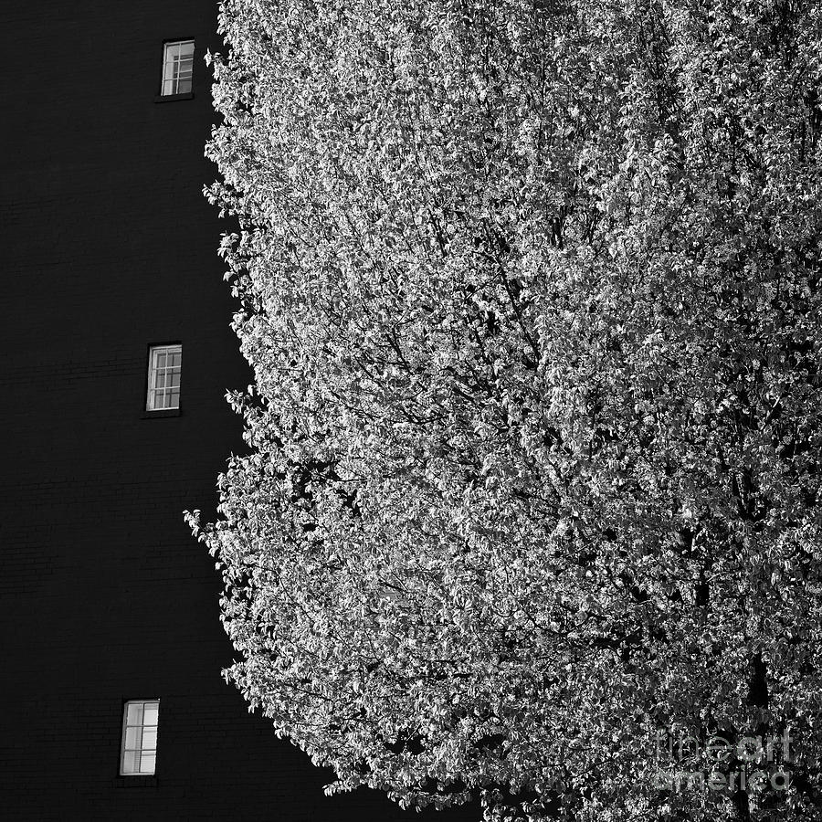 Spring In The City by Patrick M Lynch Spring In The City by Patrick M Lynch