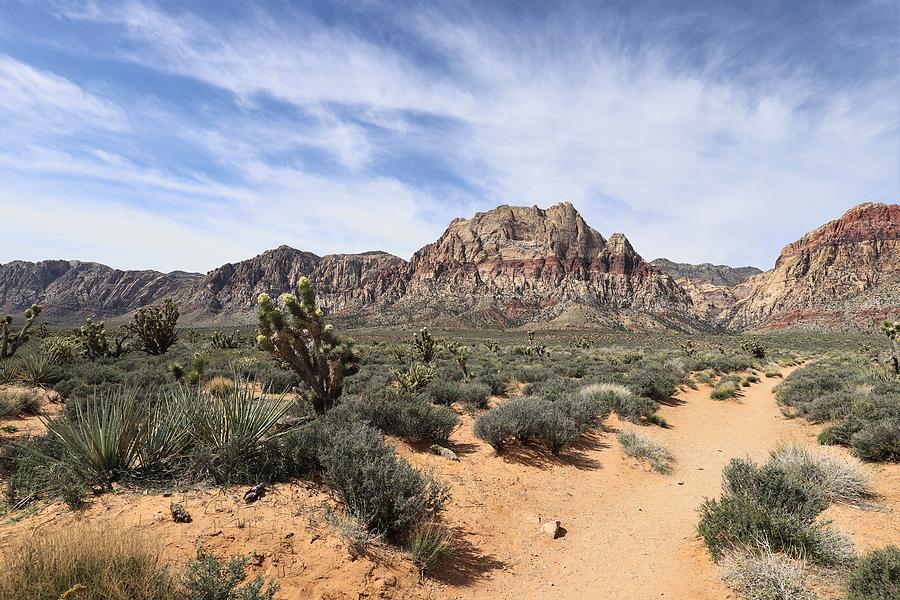 Spring In The Desert by Sagittarius Viking Spring In The Desert by Sagittarius Viking