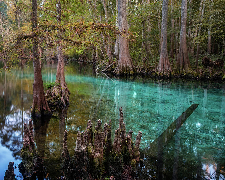Spring in the middle of Cypress Forest Photograph by Alex Mironyuk